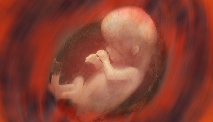tüp bebekte embriyo transferi