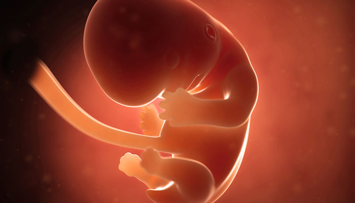 tüp bebek embriyo